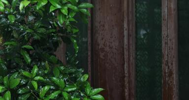 江南园林庭院雨季下雨雨滴空镜